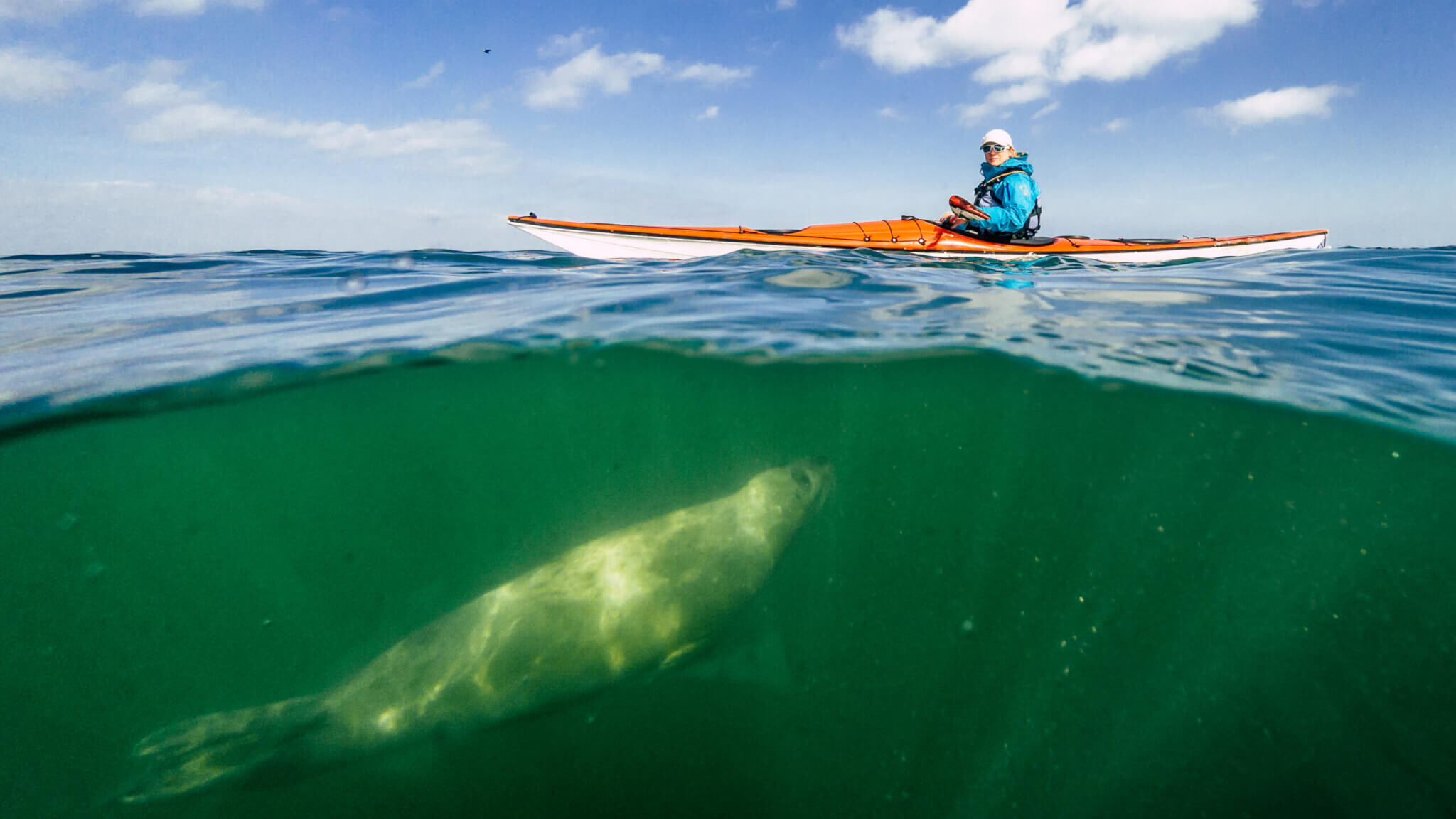 Sea kayaker with seal underneath