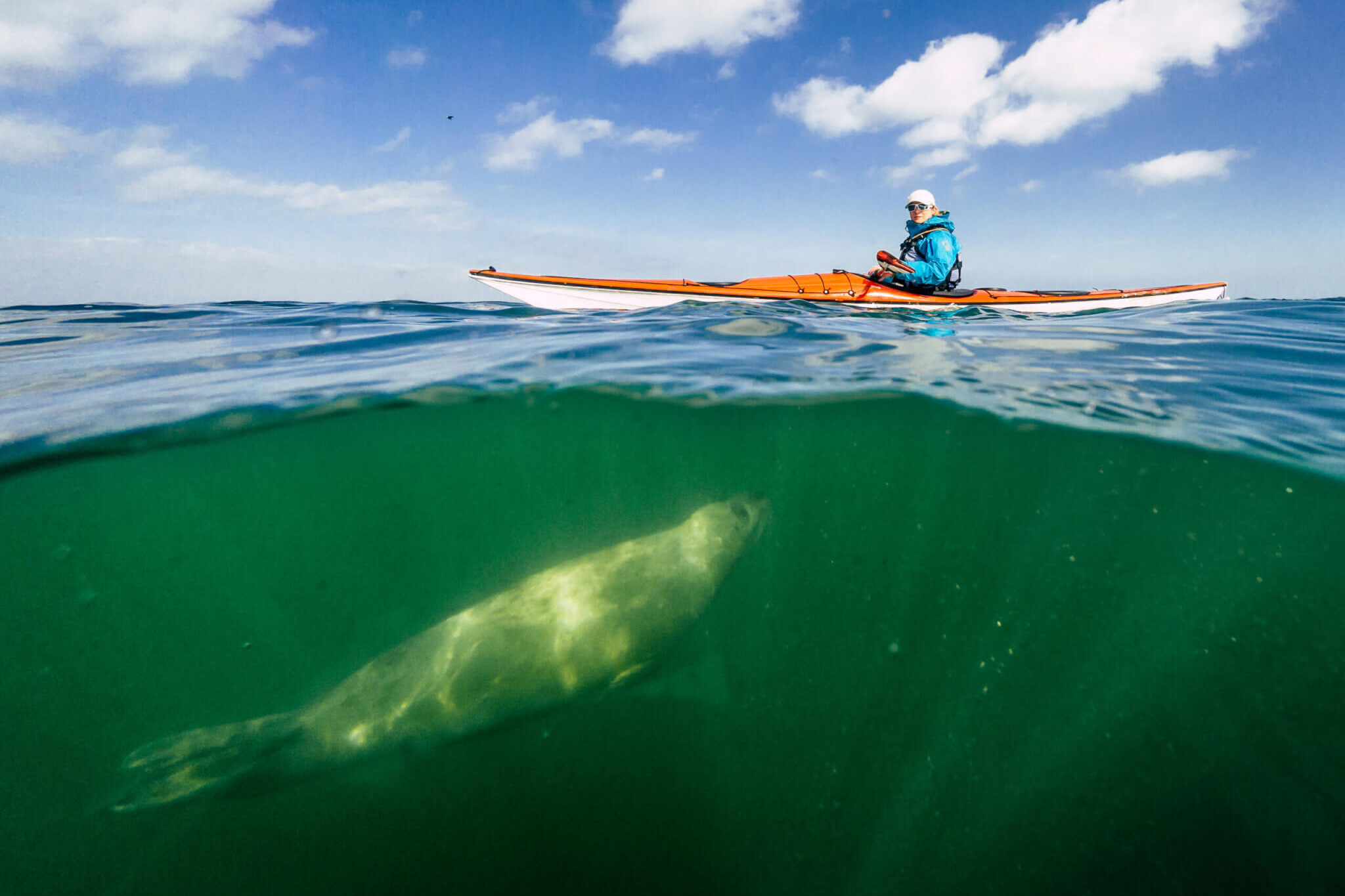 Sea kayaker with seal underneath